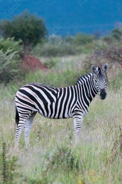 Obraz Burchell's Zebra