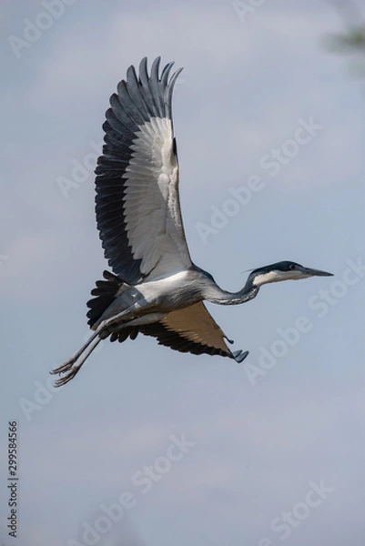 Obraz Black Heron