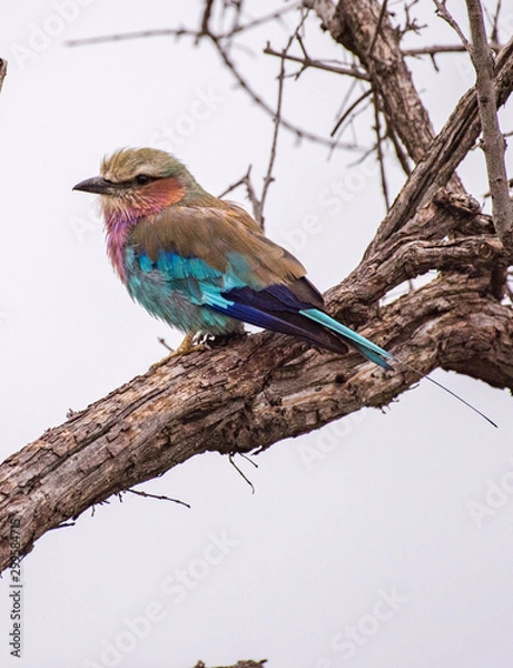 Obraz Lilac breasted roller