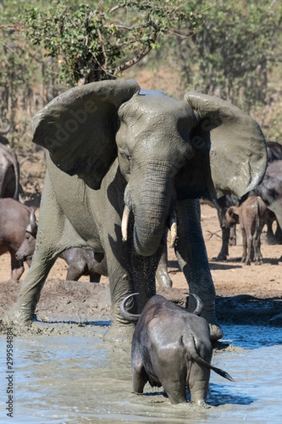 Obraz Elephant and Buffalo square up