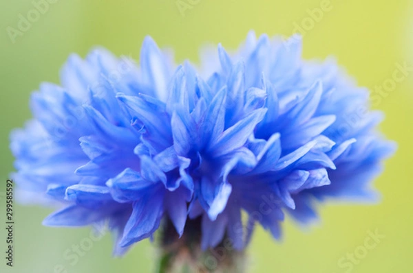 Obraz Cornflower blue