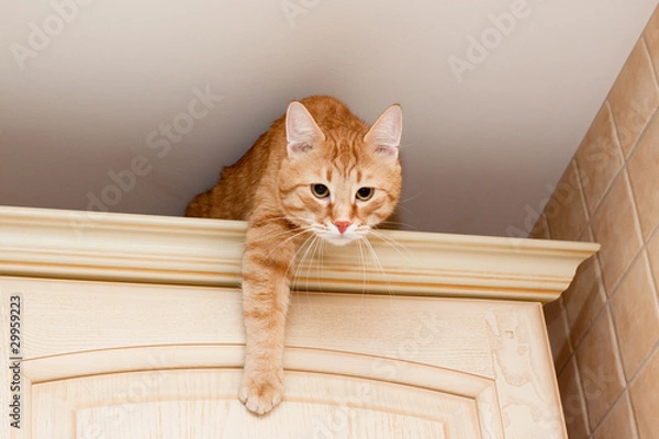 Obraz Ginger tabby cat