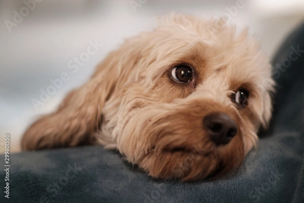 Obraz Cute Cavapoo Puppy Dog with Sweet Eyes