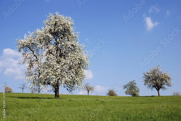 Obraz wiese mit baum