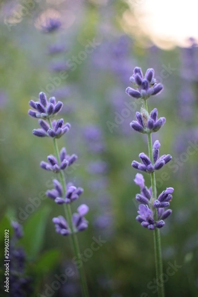 Fototapeta Miękkie skupienie się na pięknym fioletowym lawendowym polu kwiatowym, rozmycie naturalne tło kwiatowe, zielone bokeh poza ogniskiem z natury ogrodu o zachodzie słońca