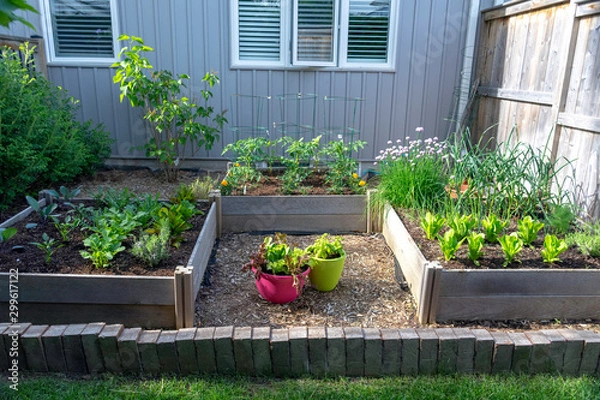 Obraz This small urban backyard garden contains square raised planting beds for growing vegetables and herbs throughout the summer.  Brick edging is used to keep grass out, and mulch helps keep weeds down.