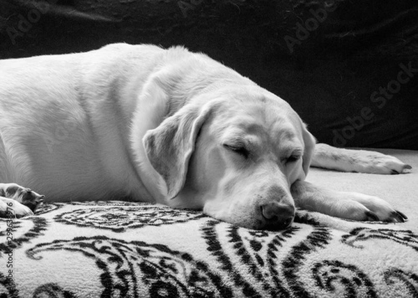 Obraz Labrador Misha taking a nap after a walk