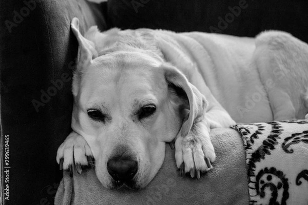 Obraz Labrador taking a nap