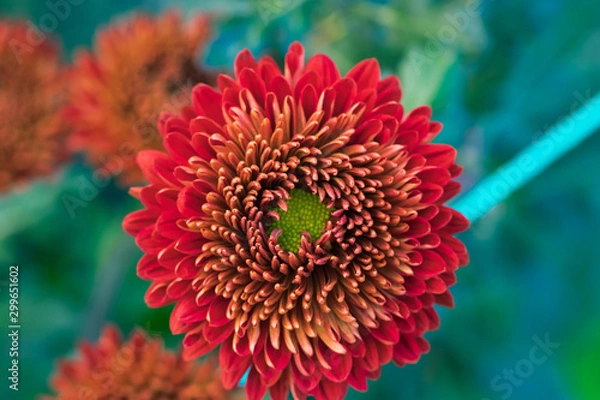 Obraz Red chrysanthemum close up in autumn Sunny day. Autumn flowers. Flower head