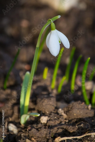 Obraz snowdrops