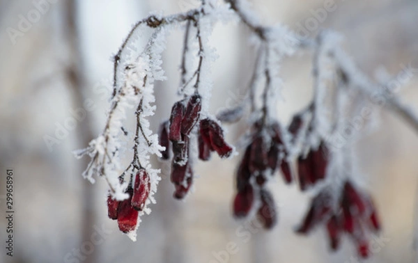 Obraz red berries in winter