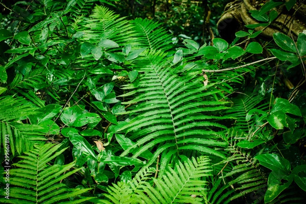 Fototapeta Green leaf texture background, tropical leave foliage are shaped like tiny spikes, leaves in tropical forest, green concept.