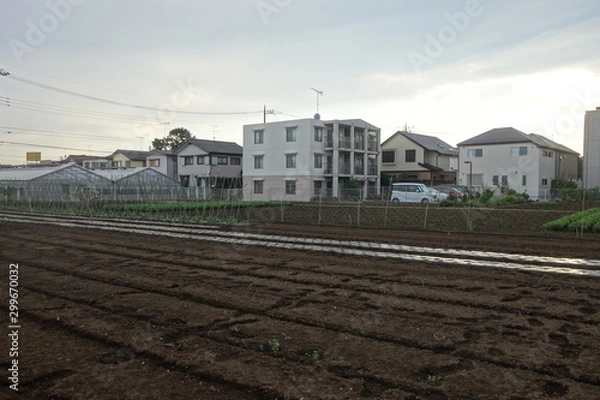 Obraz 夏の夕方の東京郊外の畑