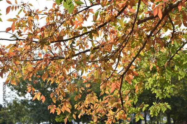 Fototapeta 秋の公園