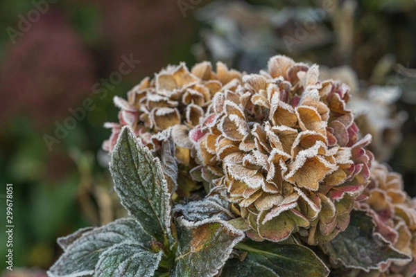 Obraz Colorful hydrangea flower covered with frost in sunshine as close-up