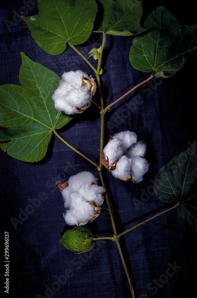 Fototapeta cotton plant on black