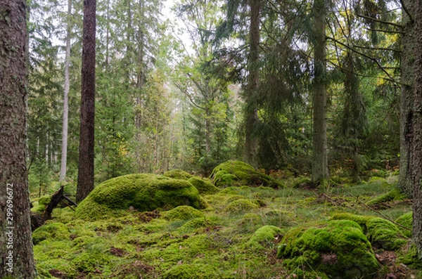Obraz Untouched forest with moss covered floor