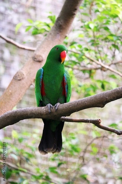 Fototapeta Bird looking