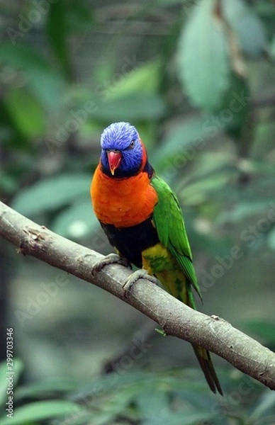 Fototapeta Rainbow Lory 