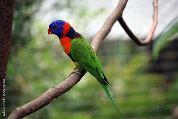 Fototapeta Rainbow Lory Bird