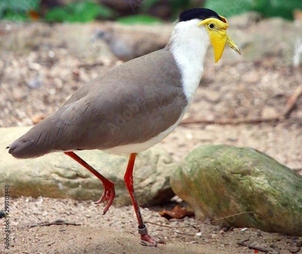 Obraz Bird with yellow face