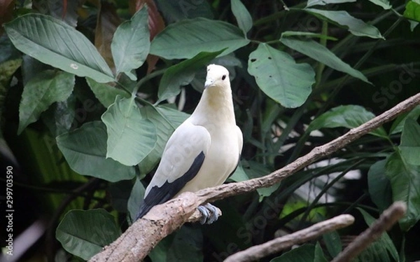 Fototapeta White Bird