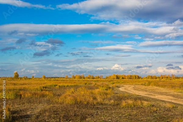 Fototapeta Yellow field on the background of the autumn forest