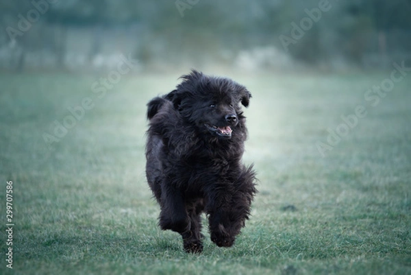 Obraz newfoundland dog