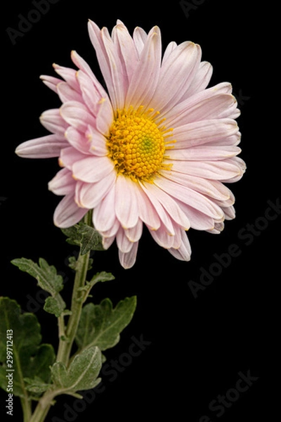 Obraz Pink chrysanthemum flower, isolated on black background