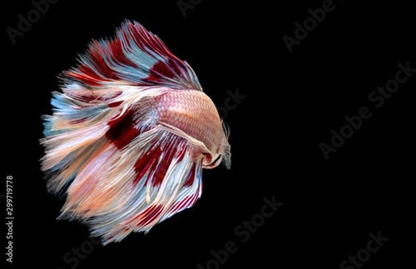 Fototapeta Betta Siamese fighting fish, Colorful beautiful of half moon long delta tail and capture moving moment of fish isolated on black background