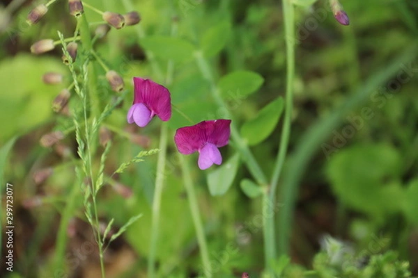 Obraz Cicerchia tuberosa