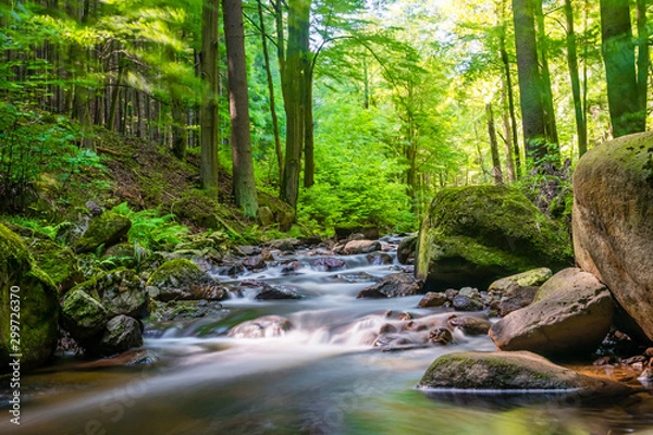 Fototapeta A gently rushing stream with small stones and rapids in a sun-drenched deciduous forest with bright green. 
