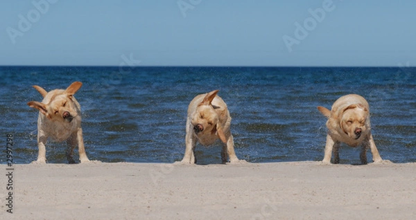 Obraz labrador on the beach