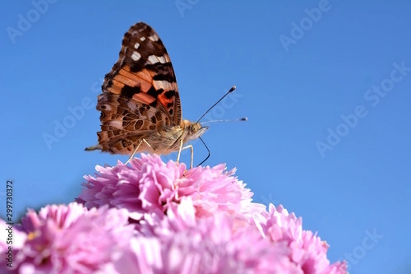 Obraz 昆虫素材、アカタテハに似たタテハチョウ科のヒメアカタテハ