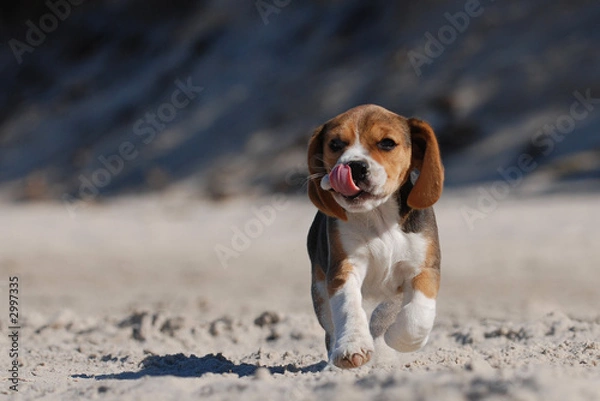 Obraz szczeniak rasy beagle