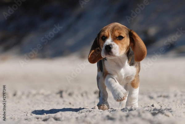 Obraz beagle puppy