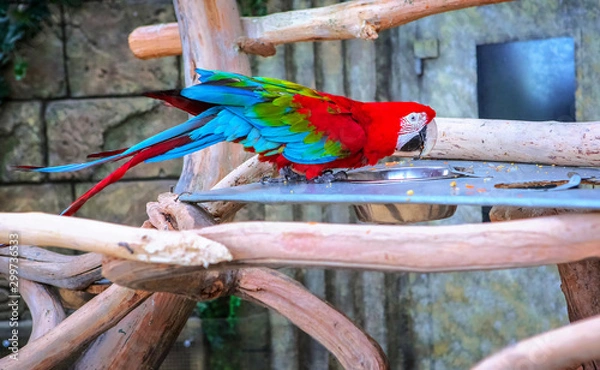Obraz A parrot in the zoo eats.