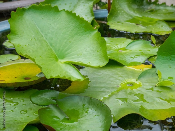 Obraz Green lotus leaf.