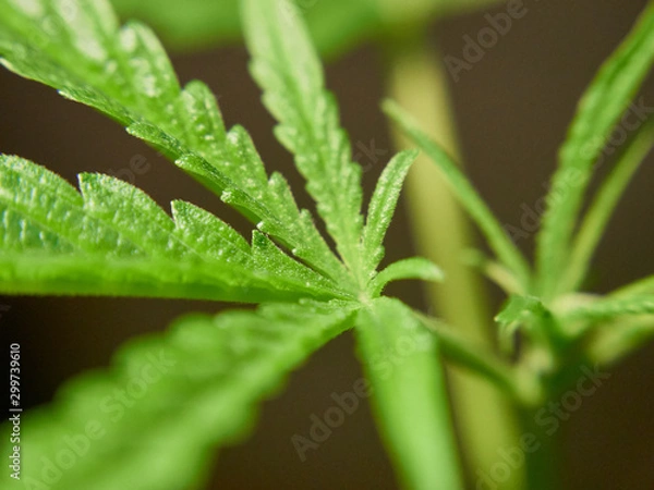 Obraz Closed up Marijuana leaf.