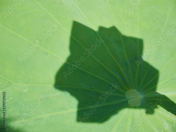 Obraz Green lotus leaf.