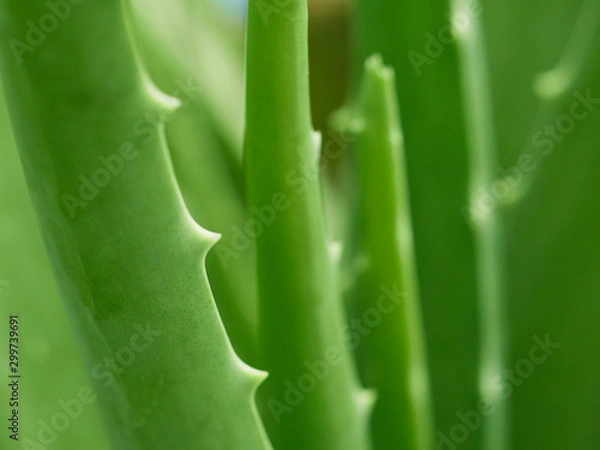 Obraz Close up fresh alovera.