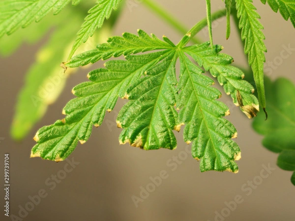 Obraz Closed up Marijuana leaf.