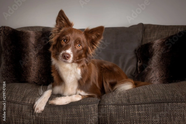 Obraz Adorable border collie rests on sofa in living room