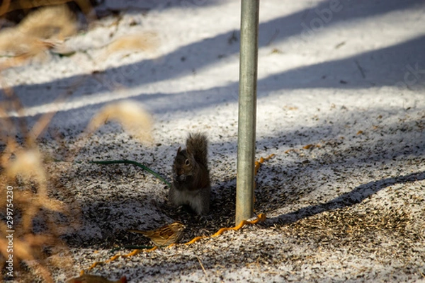 Fototapeta Squirrel eating in the snow