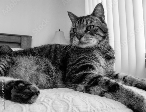 Obraz Moses laying on the kitchen table