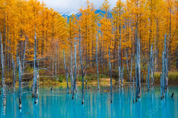 Fototapeta 晩秋の青い池