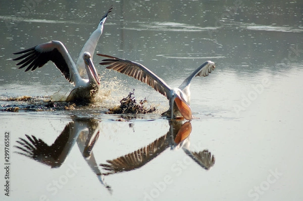 Obraz Pelican landing