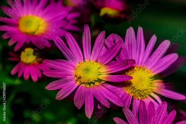 Fototapeta pink flower of chrysanthemum