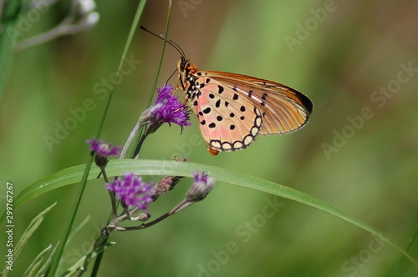 Obraz butterfly on flower