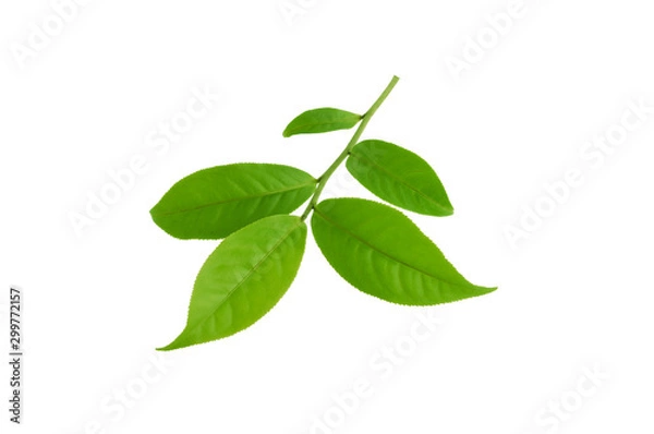 Obraz Green tea leaf isolated on white background